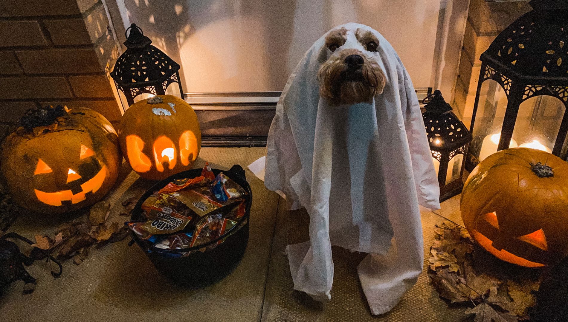 12 costumes d'Halloween parfaits pour vos animaux!