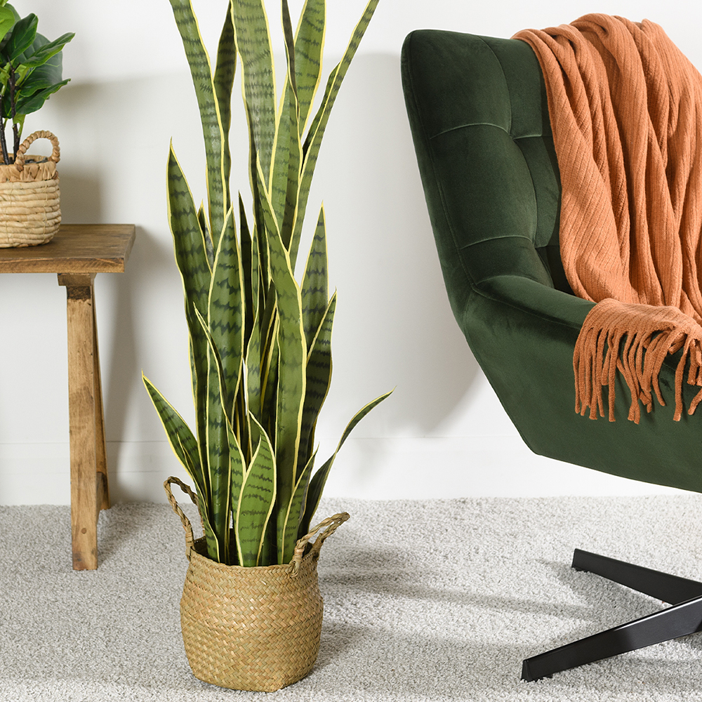 Sansevieria artificielle