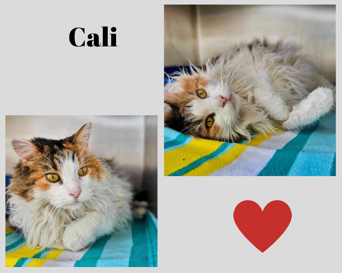Cali