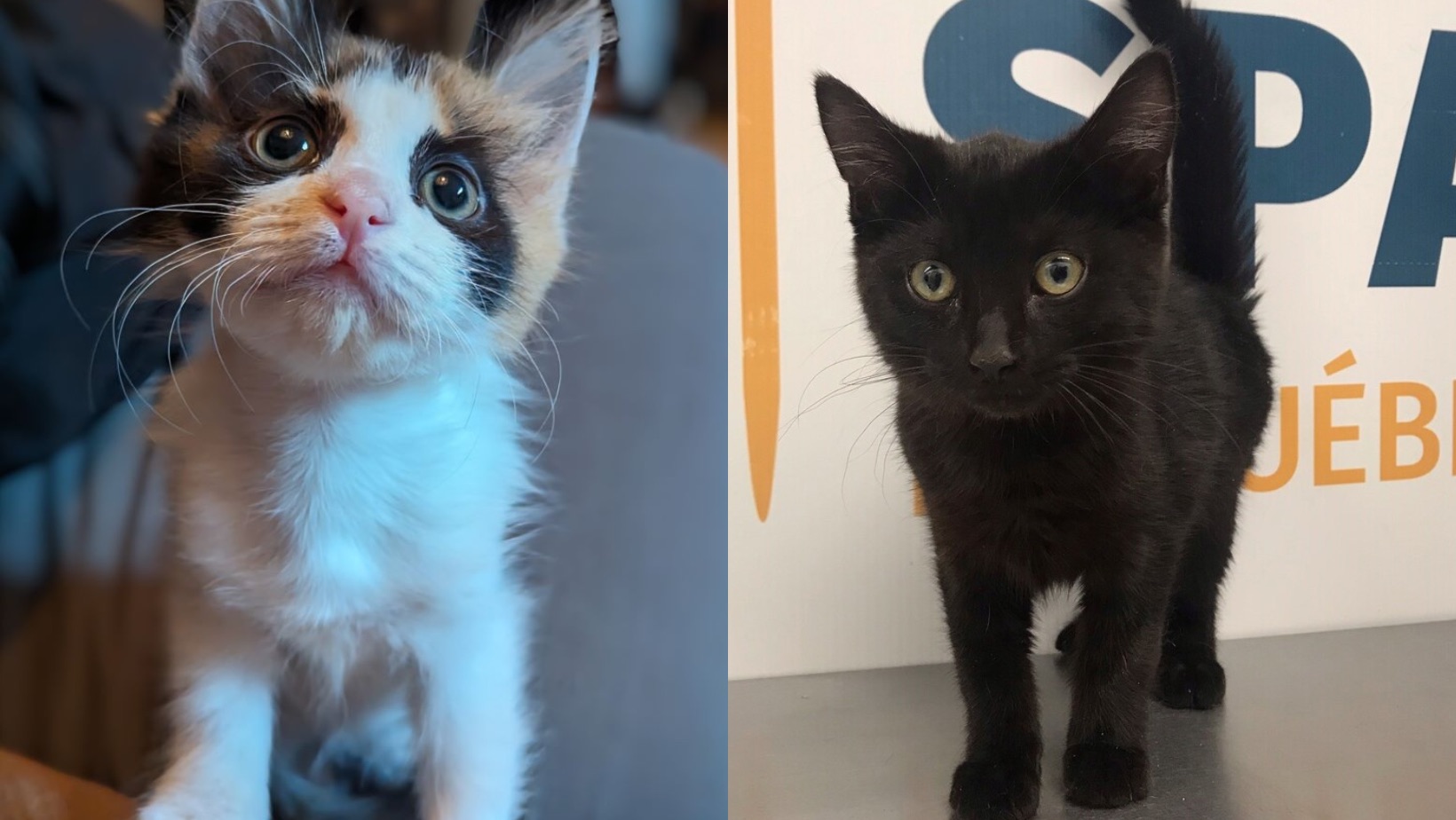 26 adorables chats disponibles à la SPA de Québec