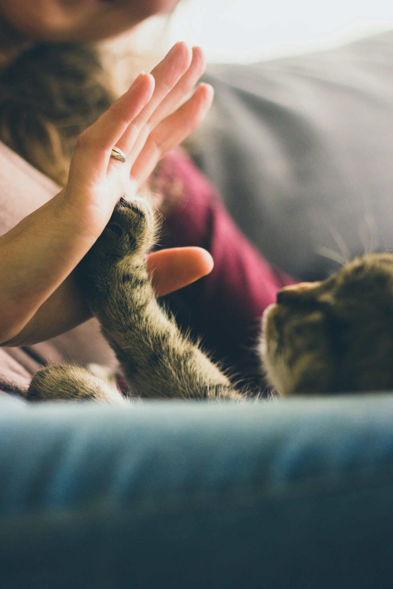 Avec vos animaux de compagnie